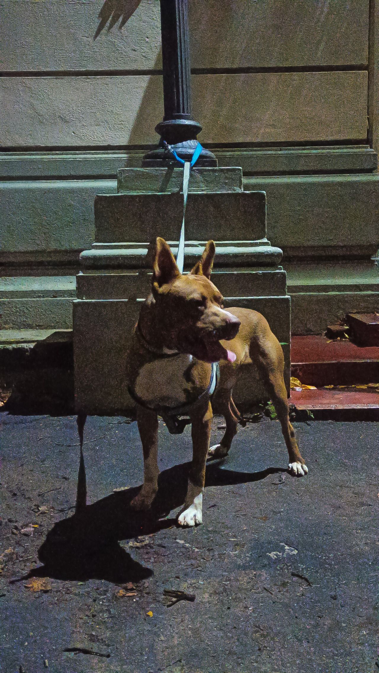 Photo of the dog