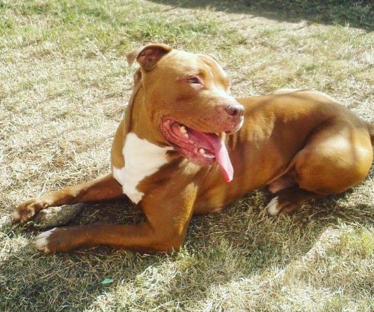 Photo of the dog