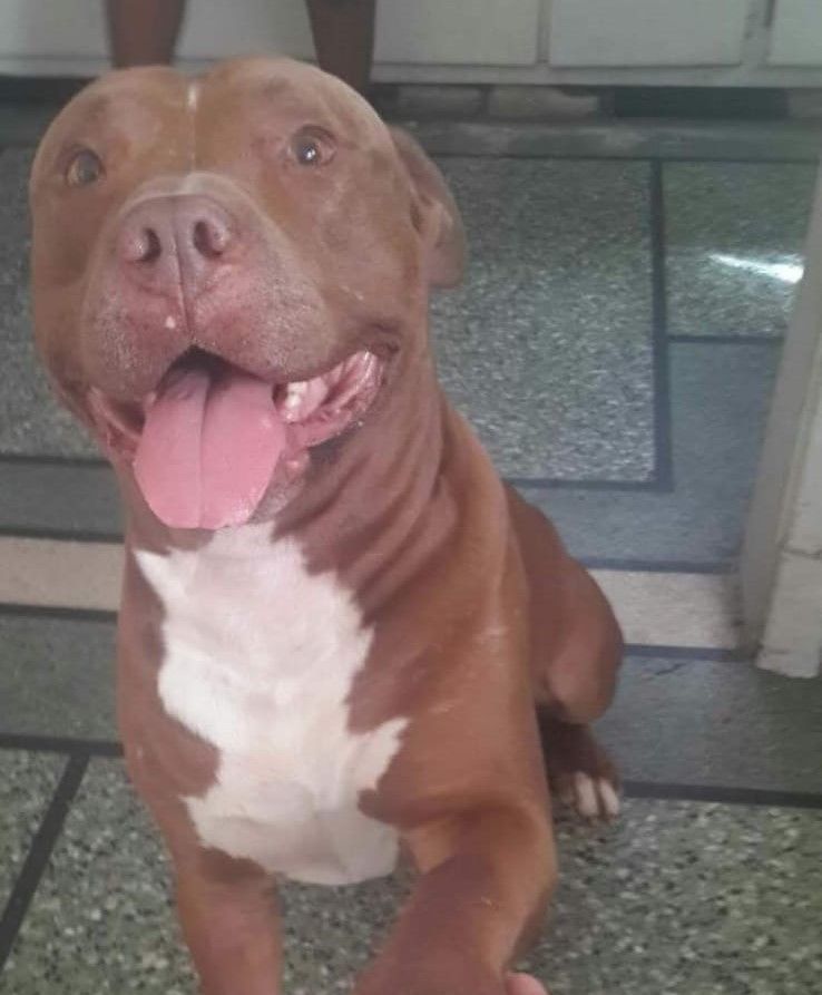 Photo of the dog