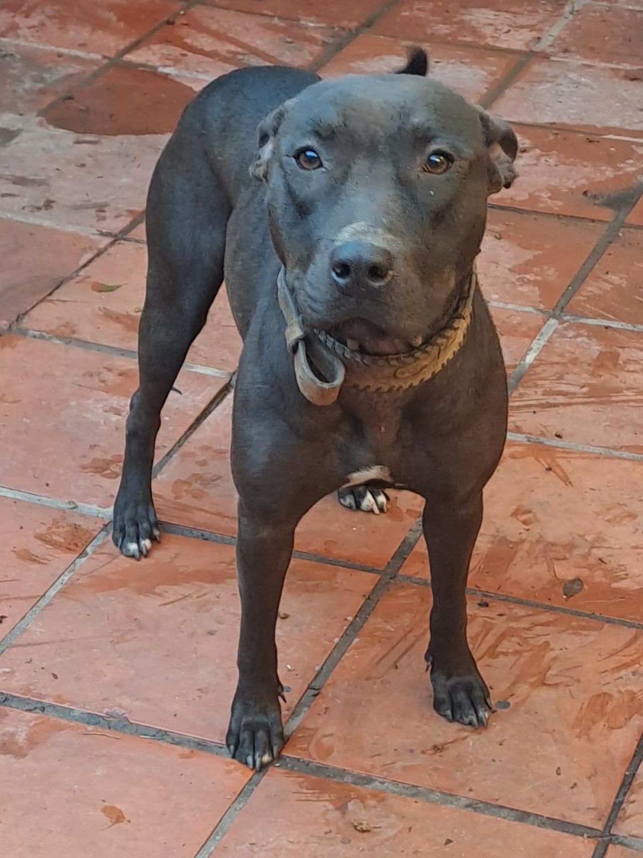 Photo of the dog