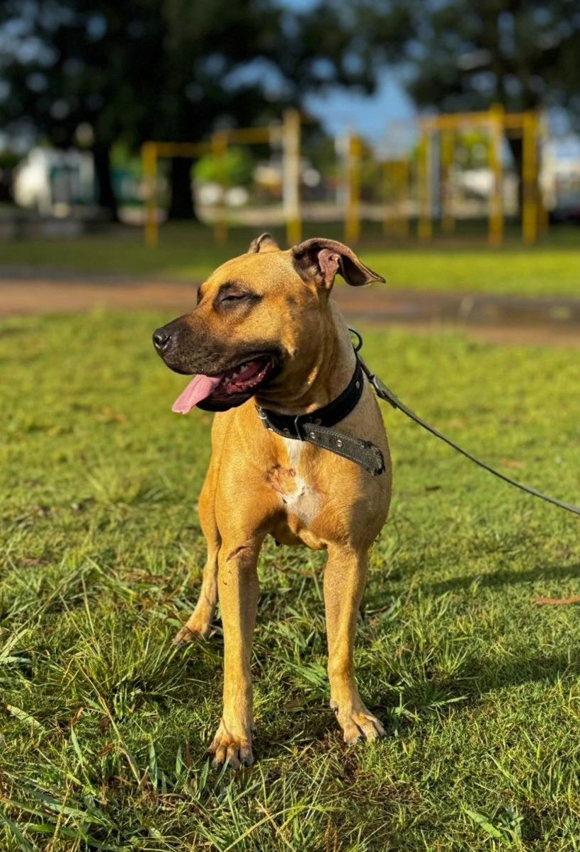 Photo of the dog