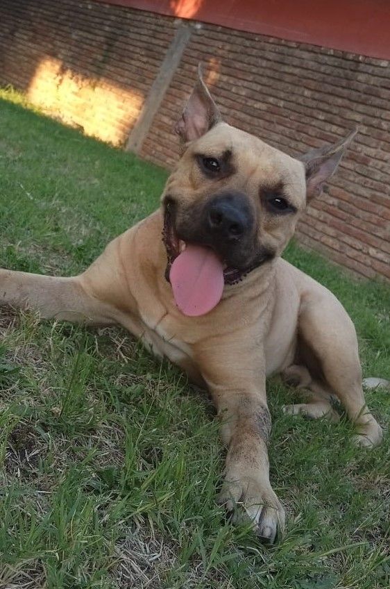 Photo of the dog