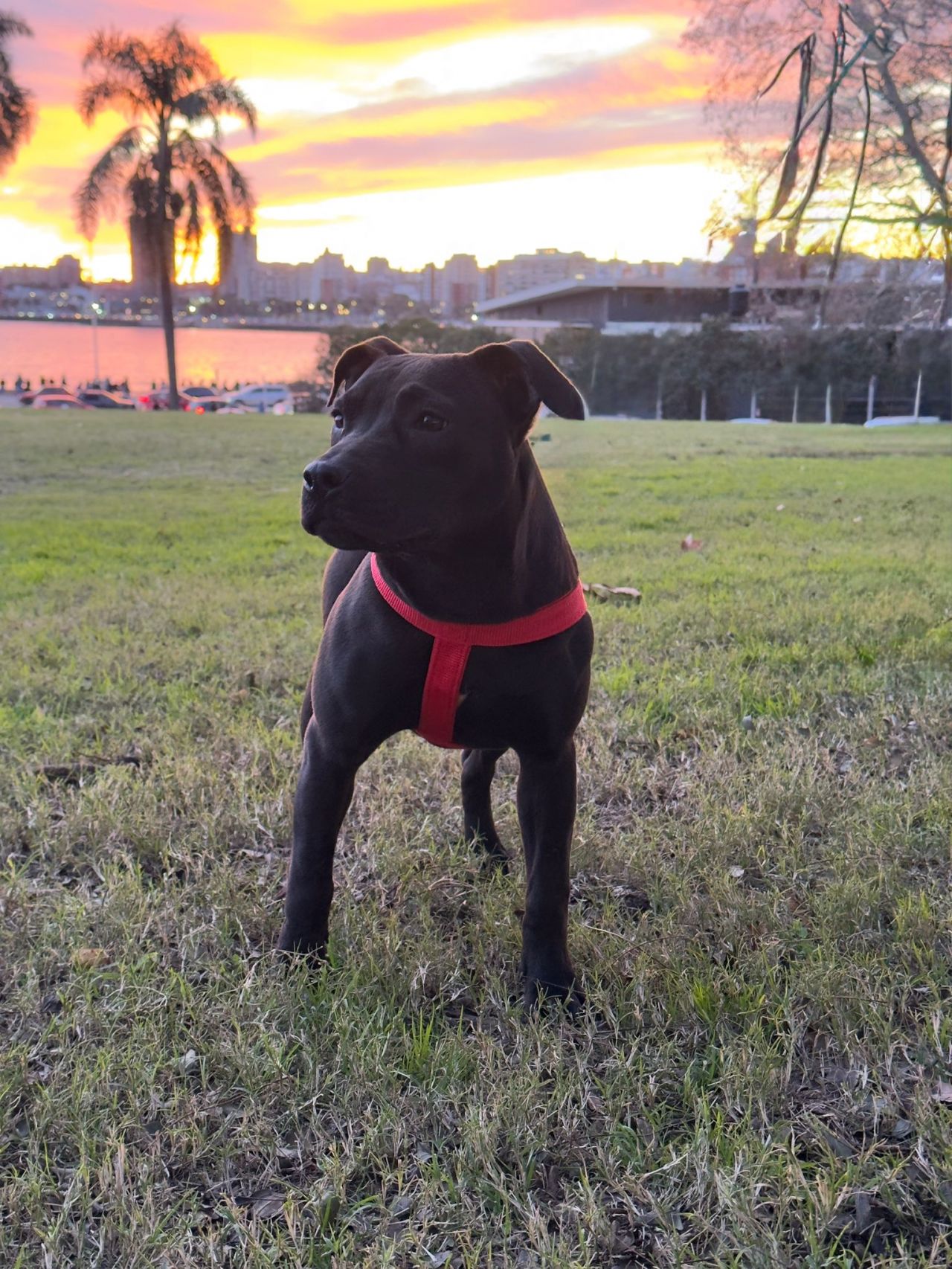 Photo of the dog