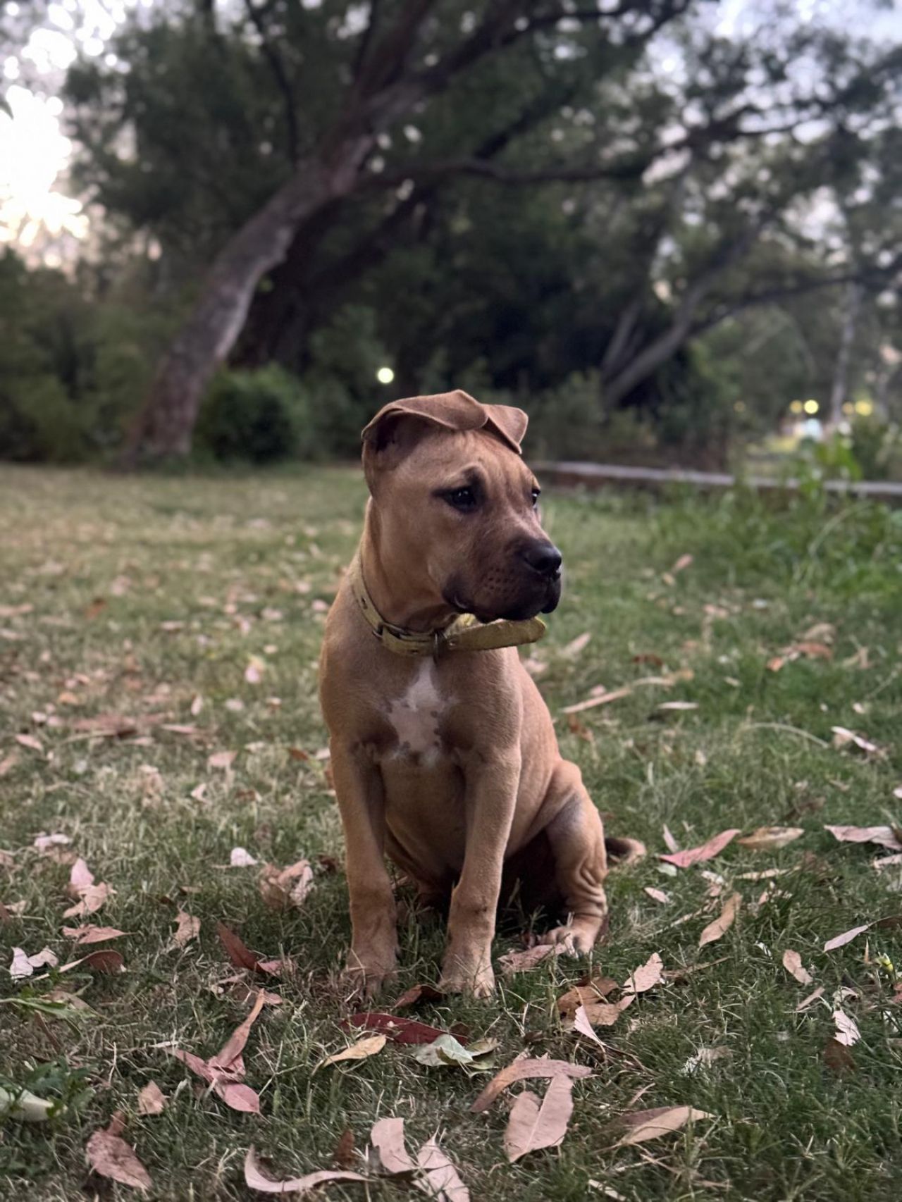 Photo of the dog