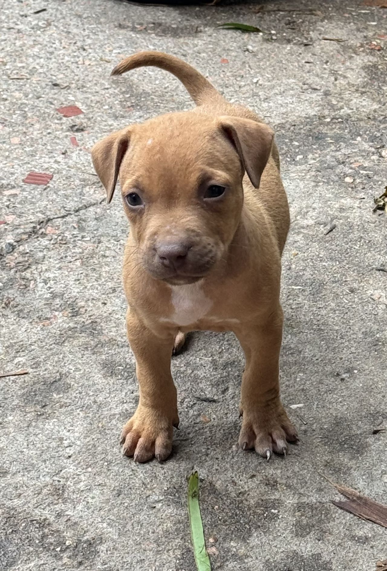 Photo of the dog