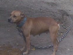 Photo of the dog