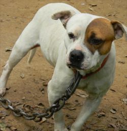 Photo of the dog