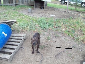 Photo of the dog