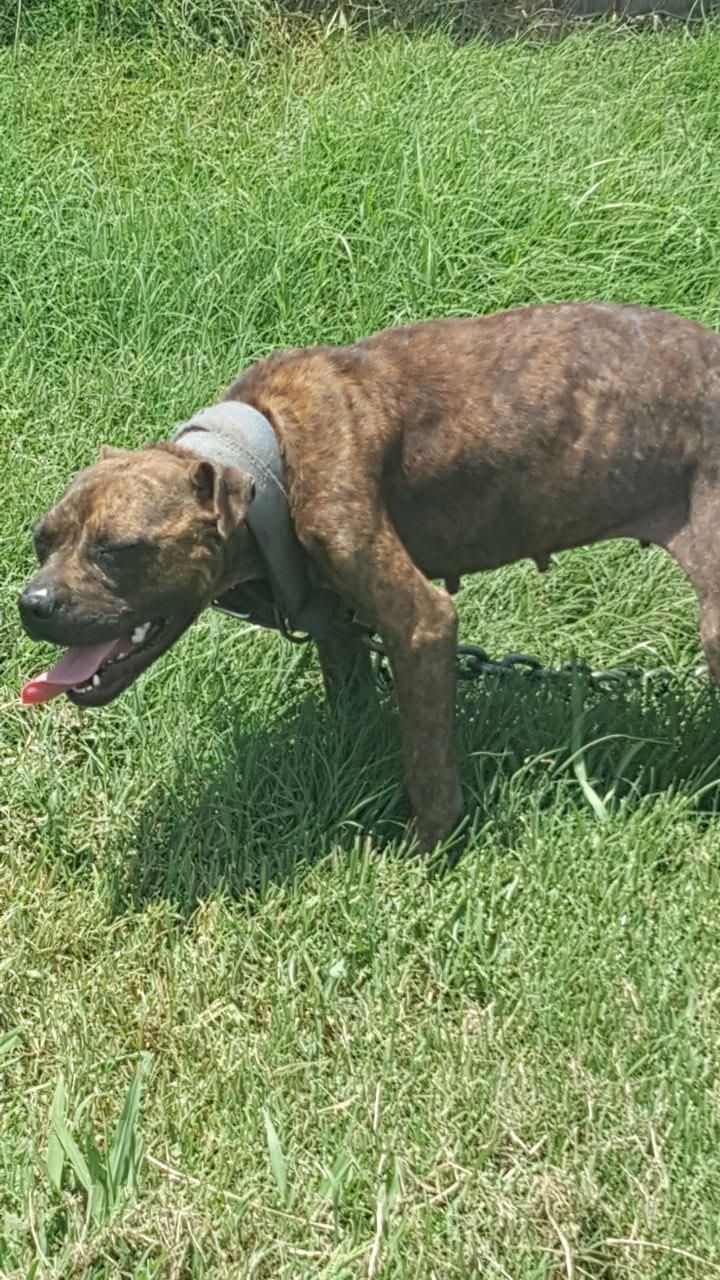 Photo of the dog
