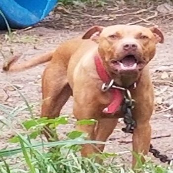 Photo of the dog