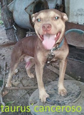 Photo of the dog