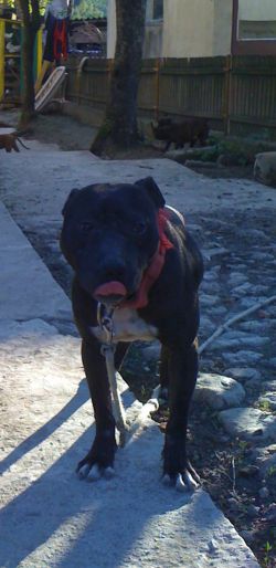 Photo of the dog
