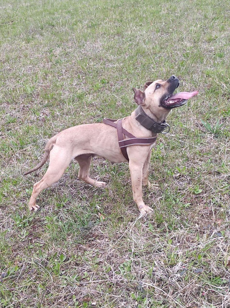 Photo of the dog