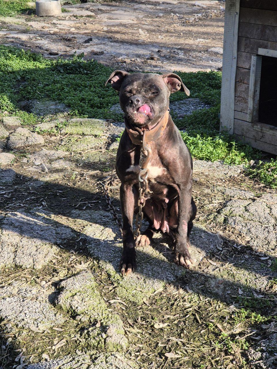 Photo of the dog