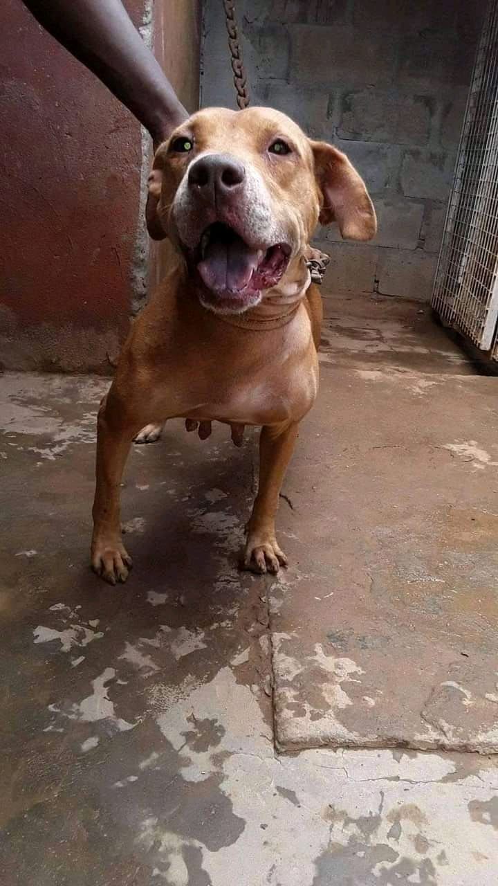 Photo of the dog