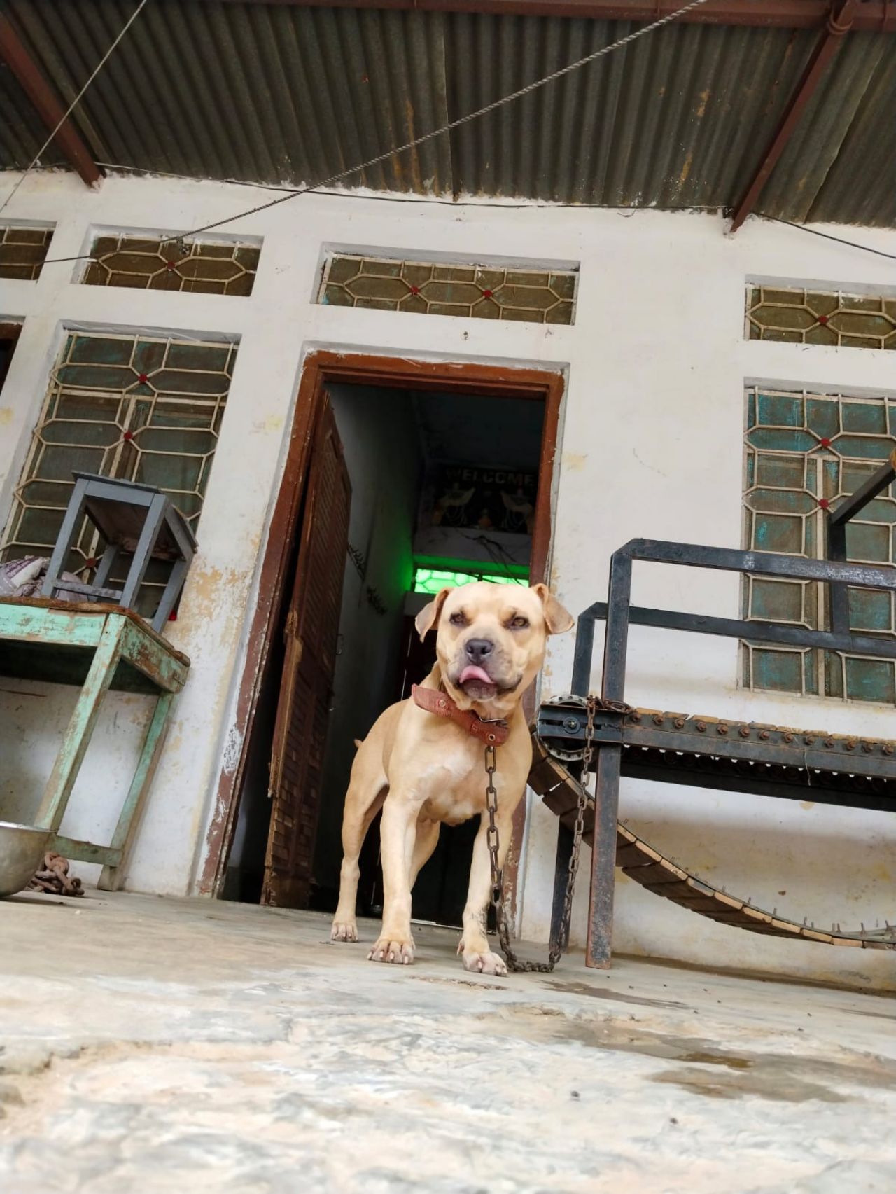 Photo of the dog