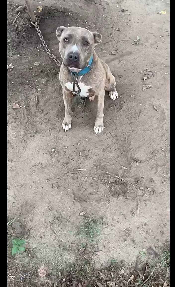 Photo of the dog