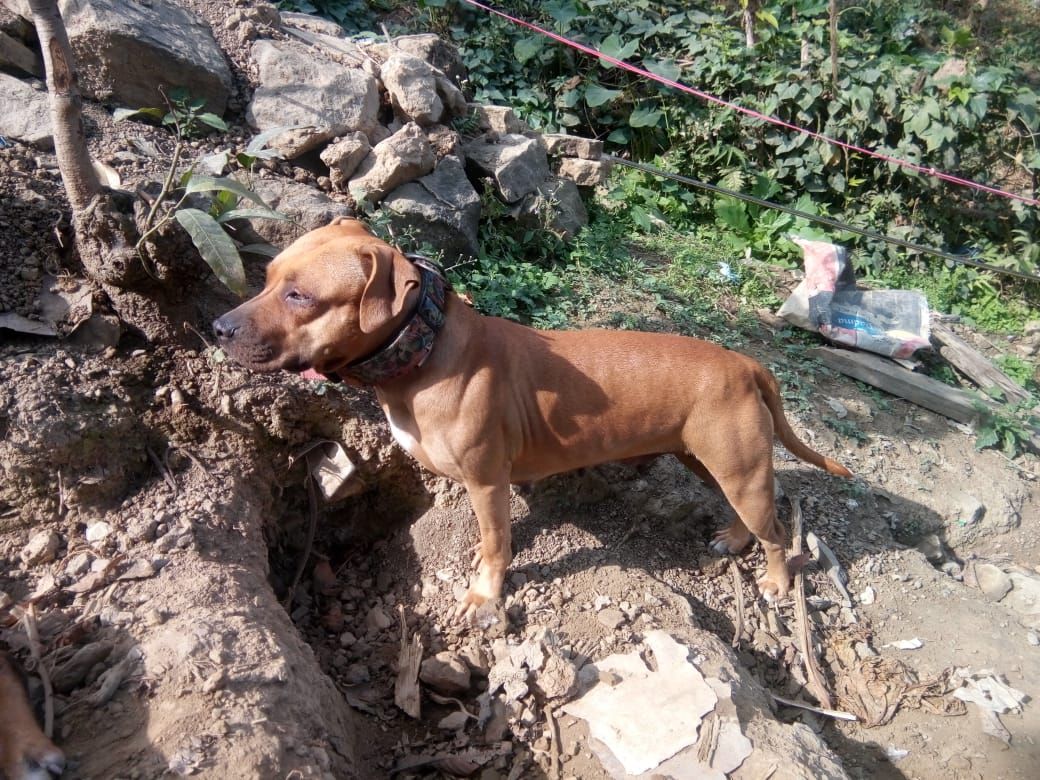 Photo of the dog