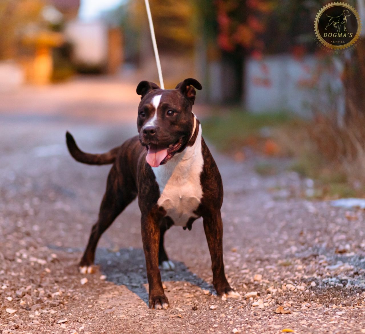 Photo of the dog
