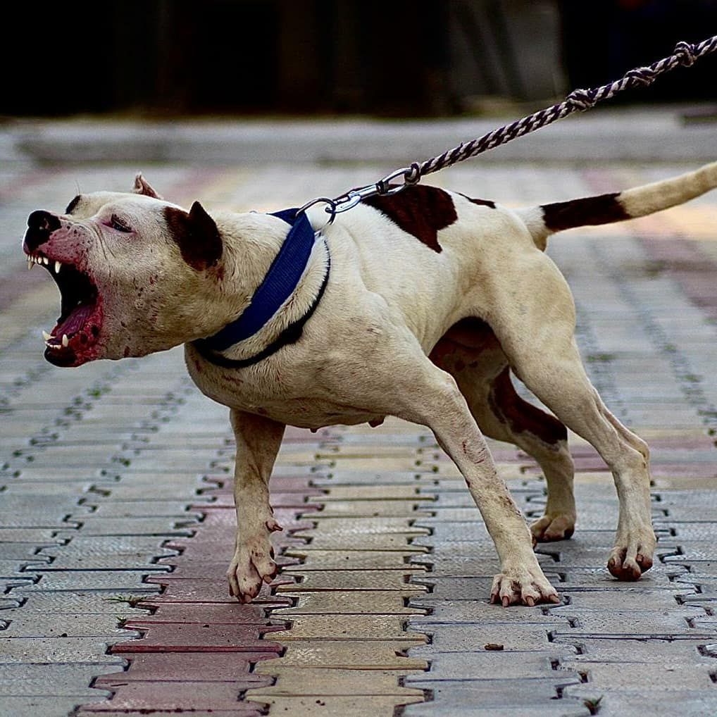 Photo of the dog