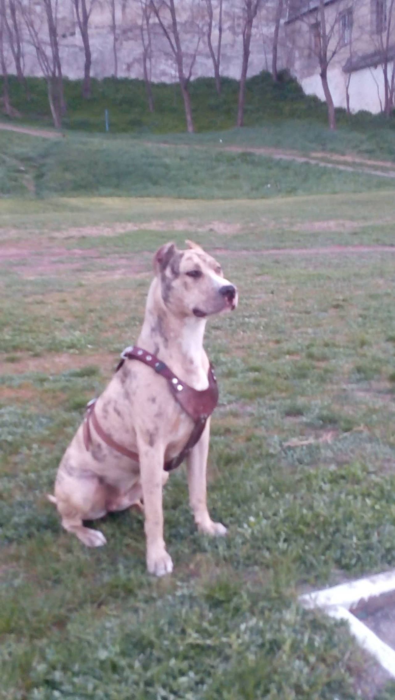 Photo of the dog