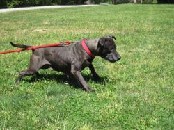 Photo of the dog