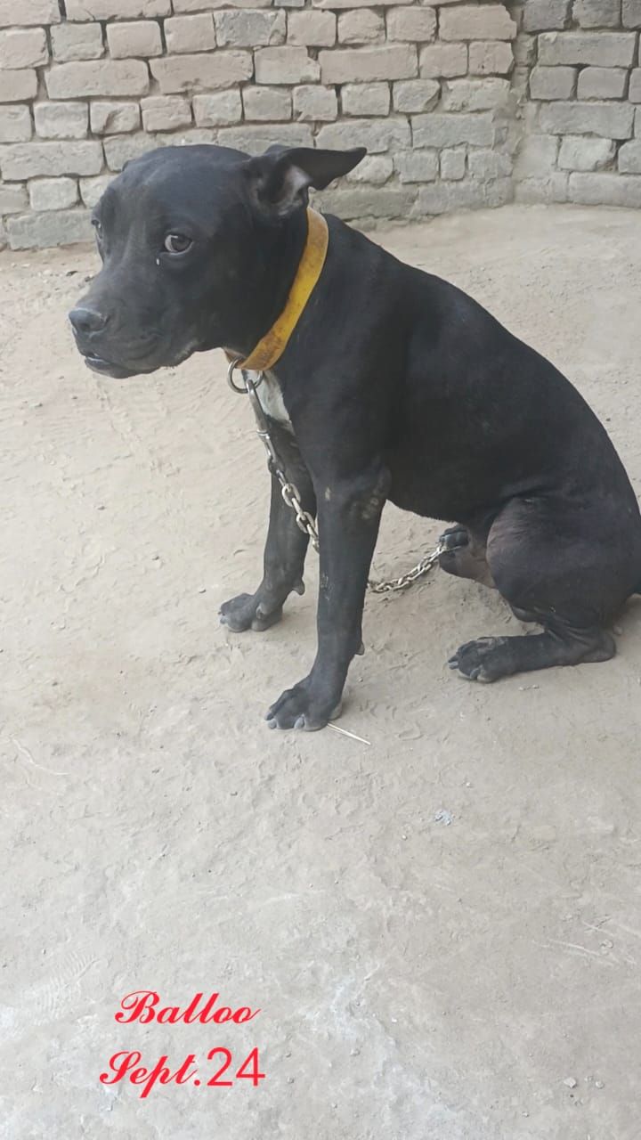 Photo of the dog