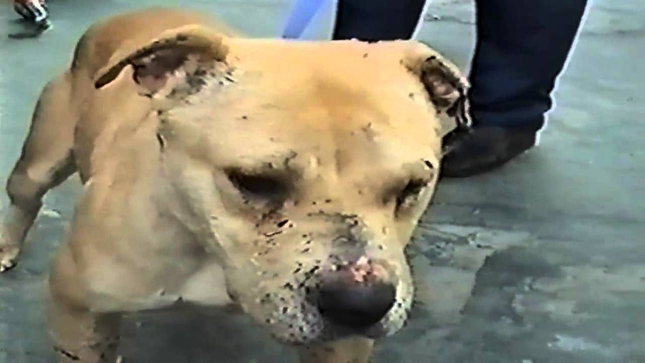 Photo of the dog