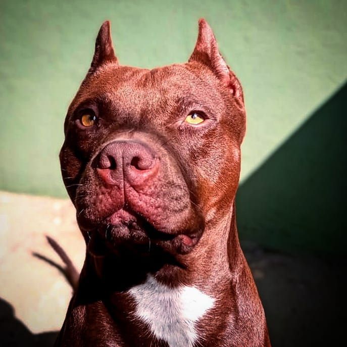 Photo of the dog