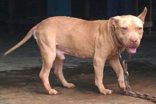 Photo of the dog