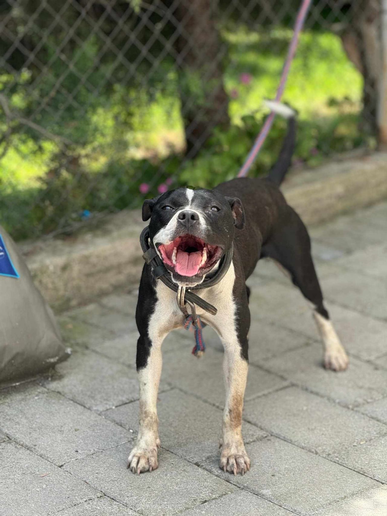 Photo of the dog