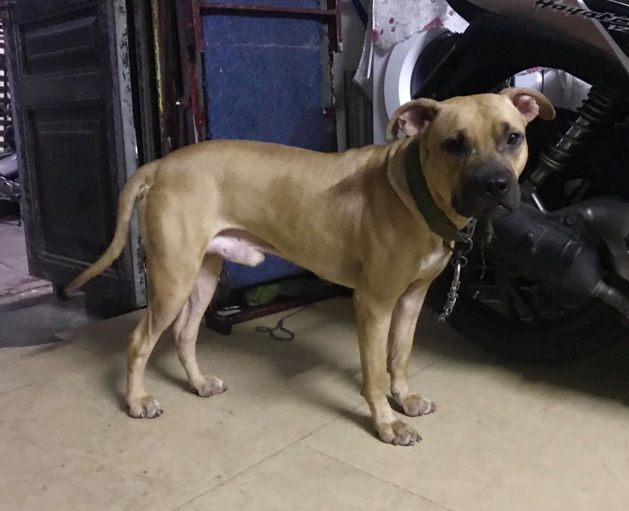 Photo of the dog