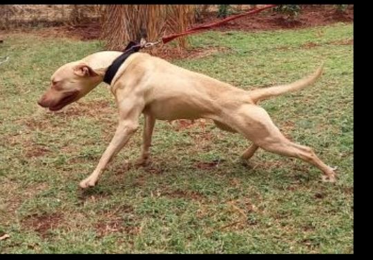 Photo of the dog