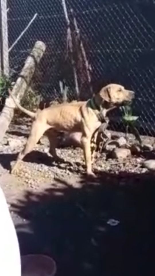 Photo of the dog