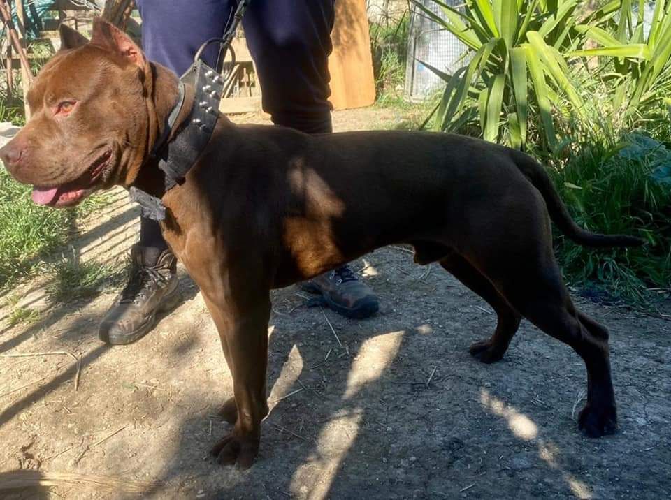 Photo of the dog