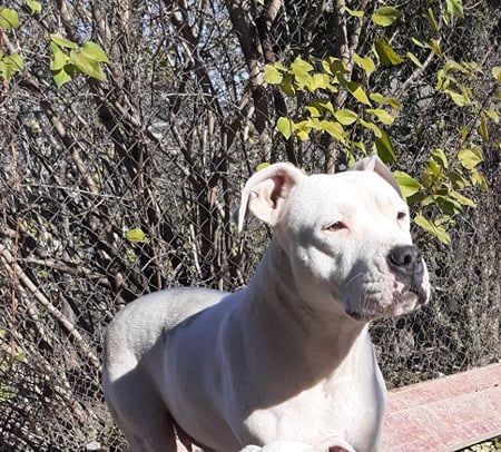 Photo of the dog