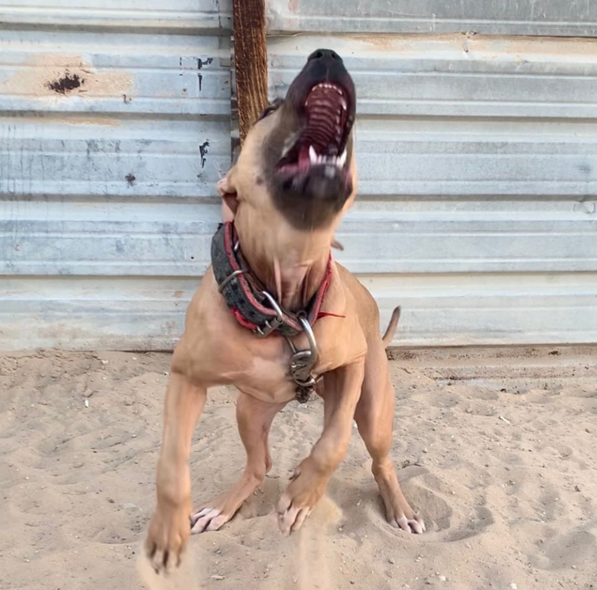 Photo of the dog