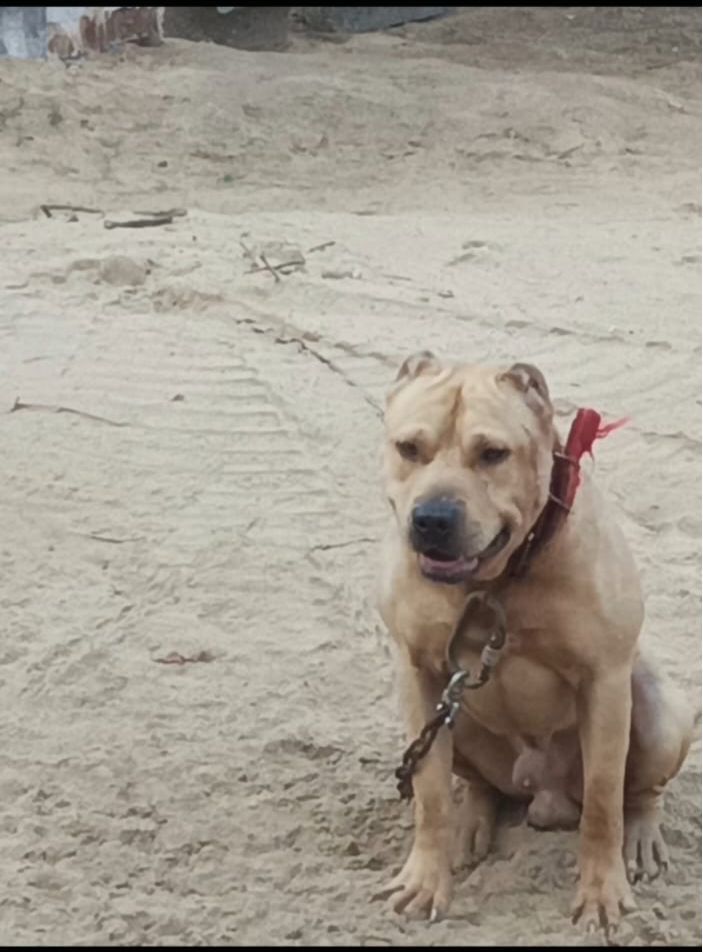 Photo of the dog