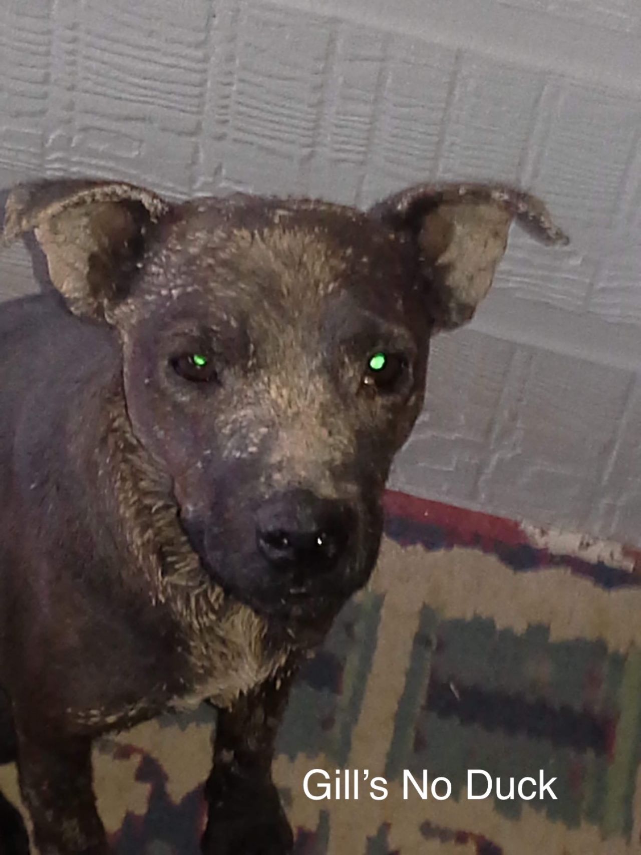 Photo of the dog