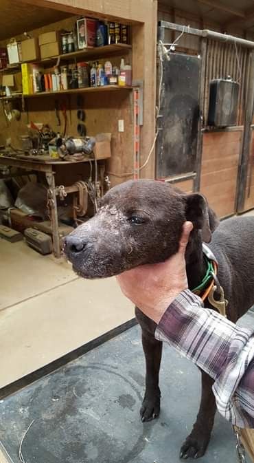 Photo of the dog