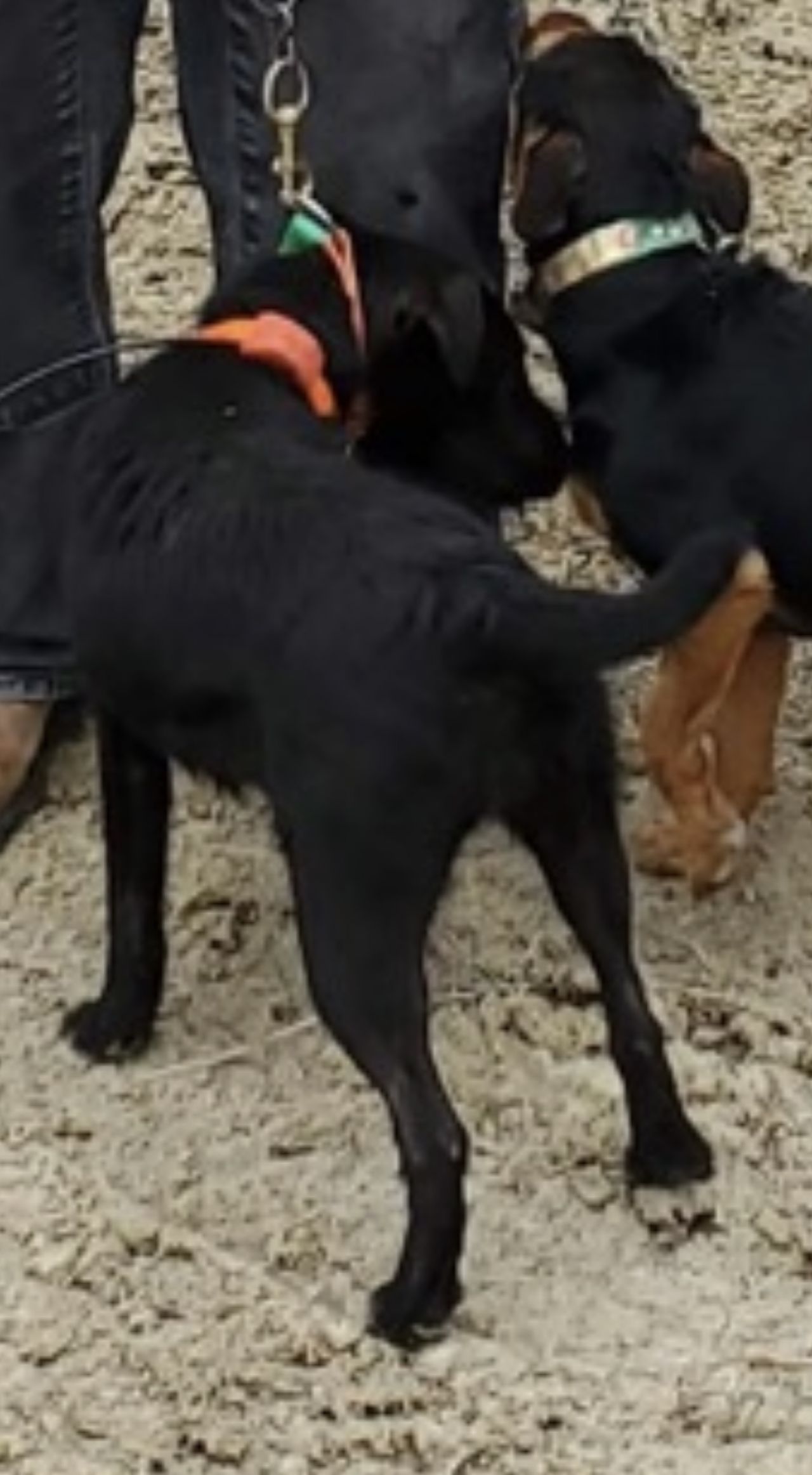 Photo of the dog
