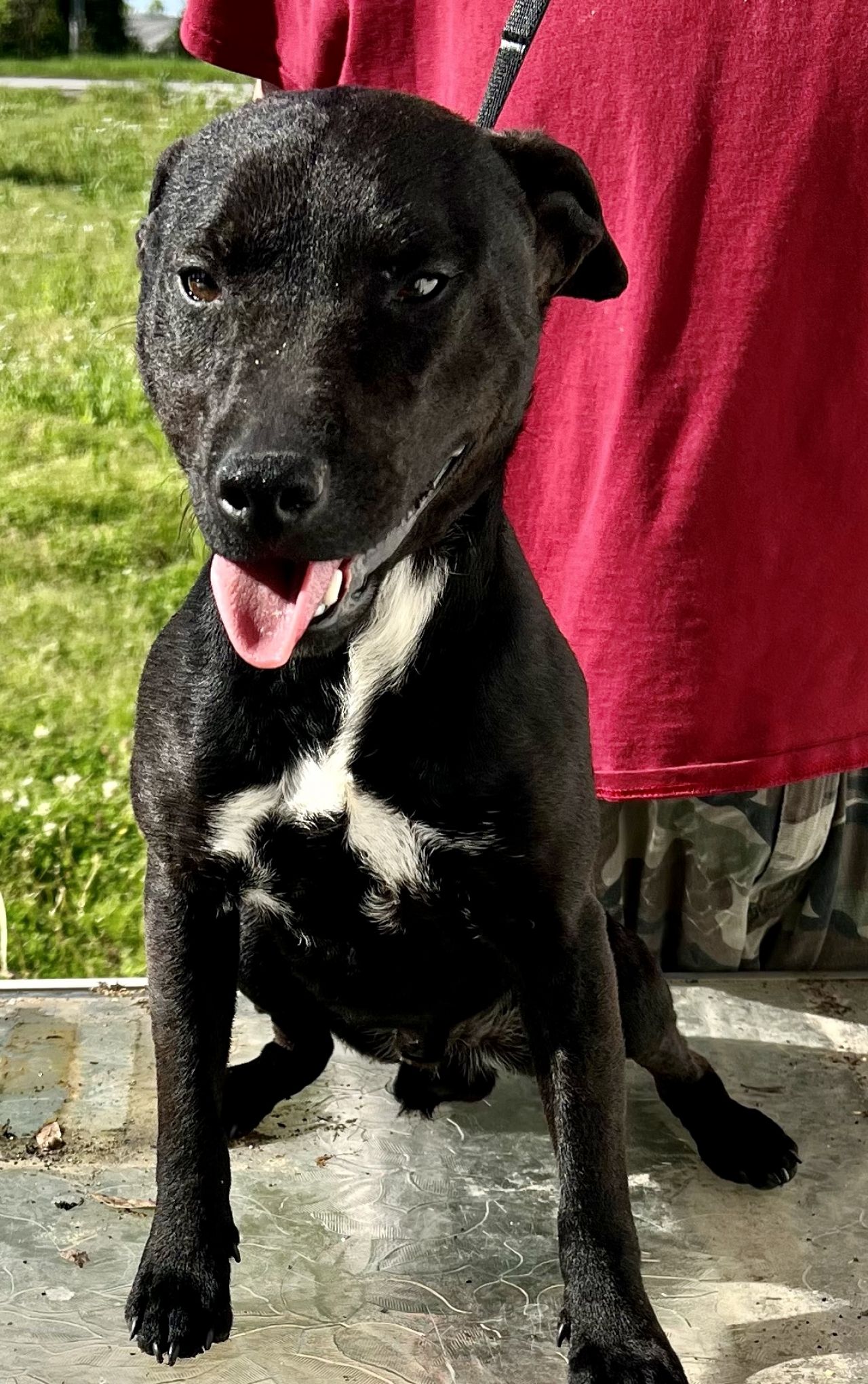 Photo of the dog