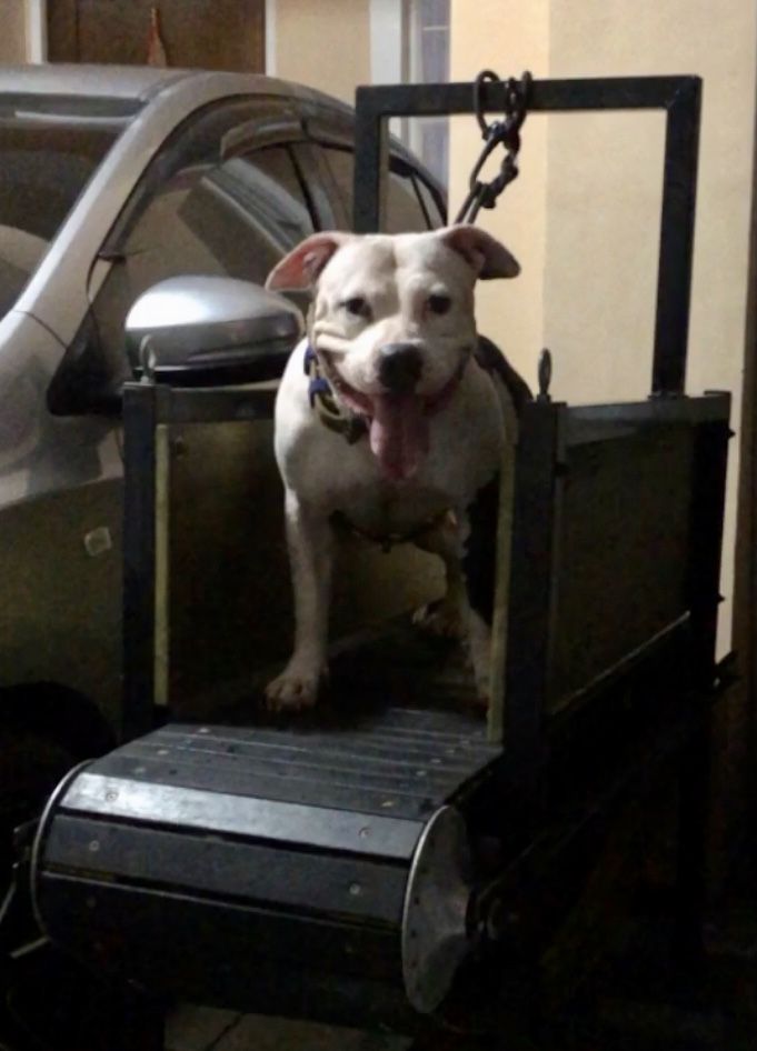 Photo of the dog