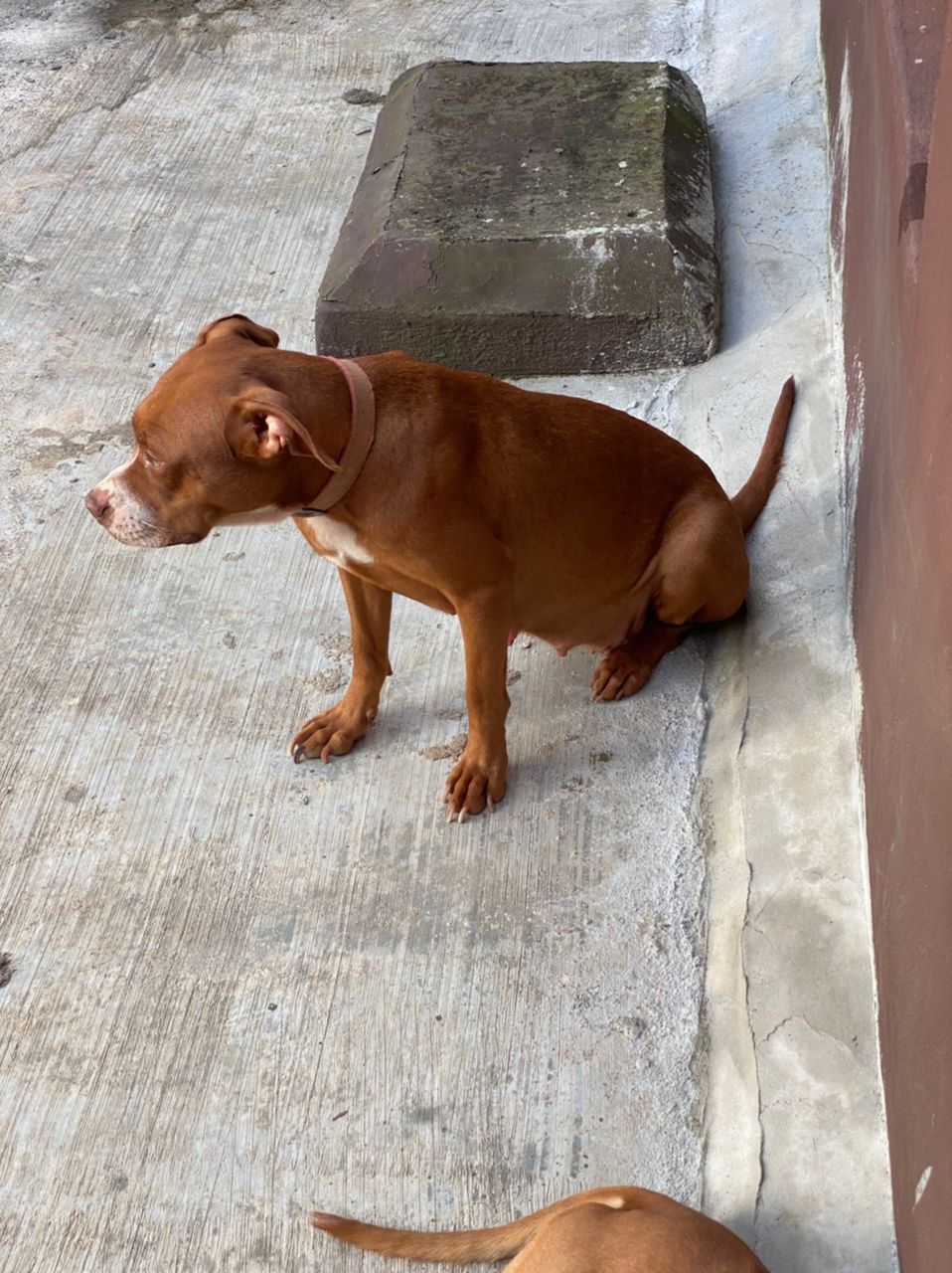 Photo of the dog