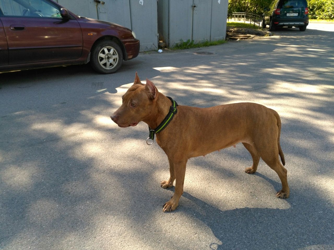 Photo of the dog