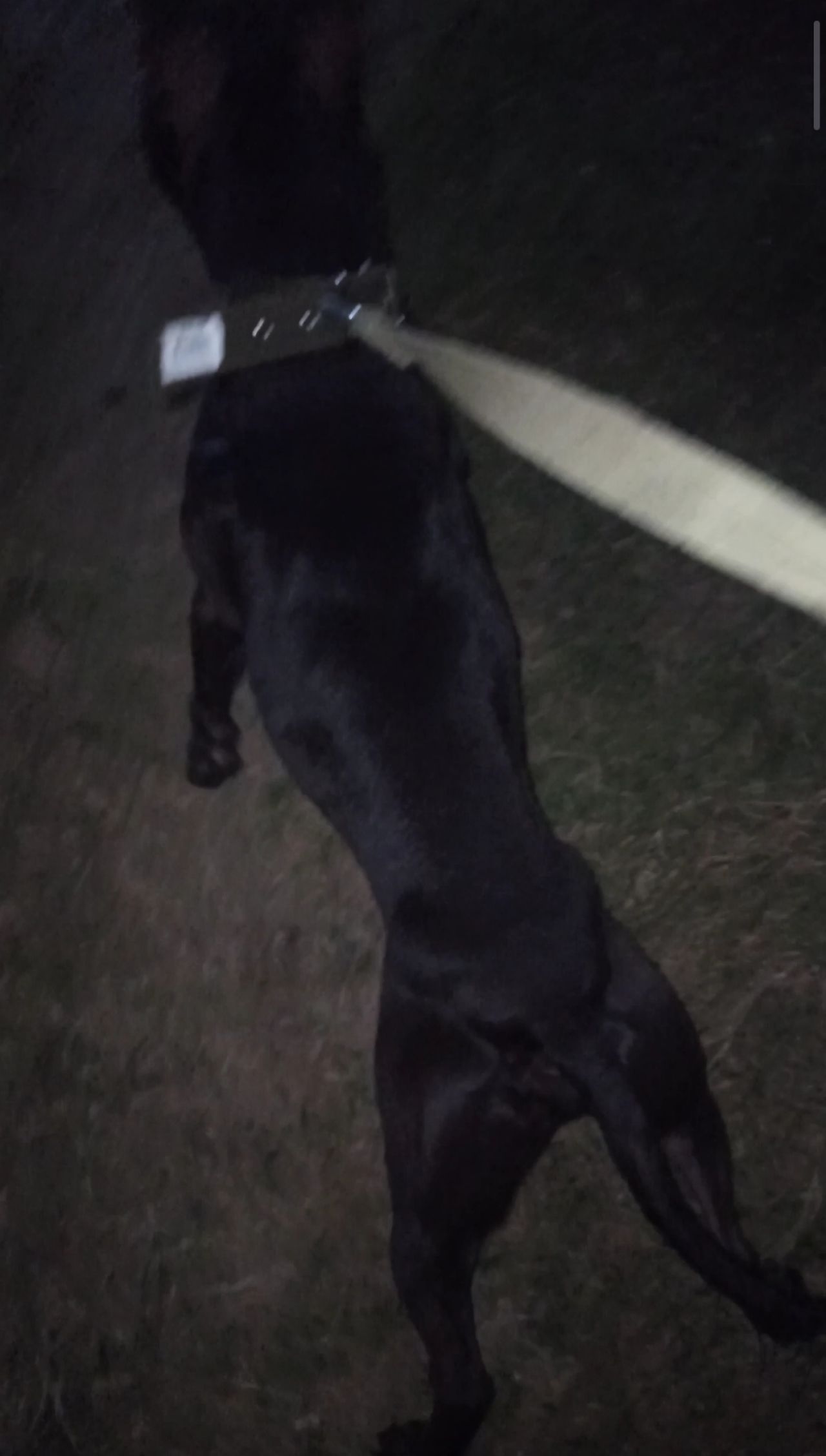 Photo of the dog