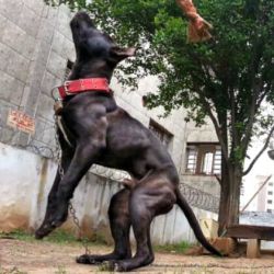 Photo of the dog