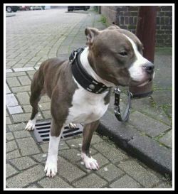 Photo of the dog