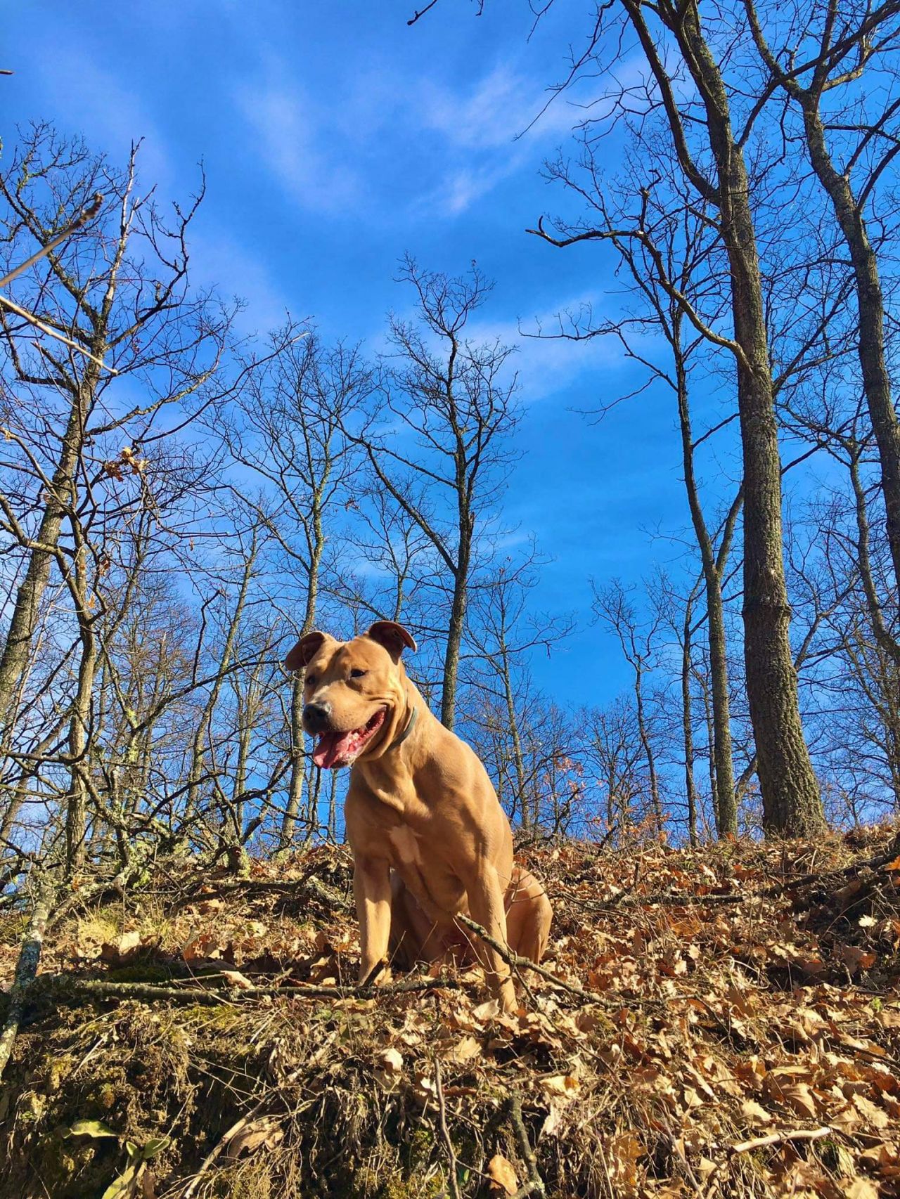 Photo of the dog
