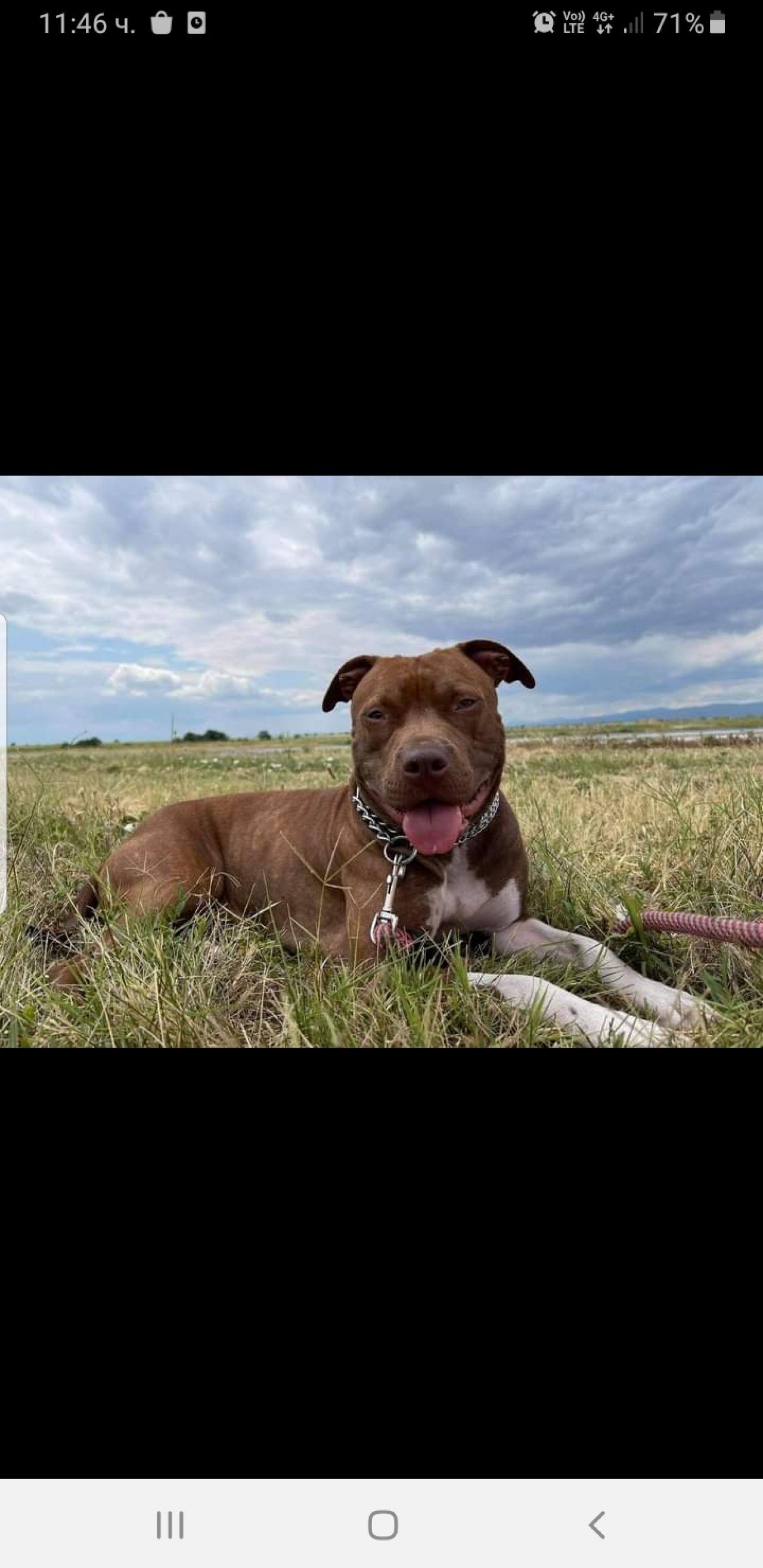 Photo of the dog